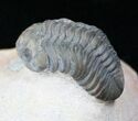 Cute Phacops Trilobite - Foum Zguid, Morocco #12935-1